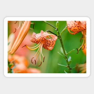 Amongst the Tiger Lilies Photograph Magnet